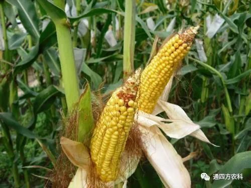 ���׶d���c�՗U��ԭ����