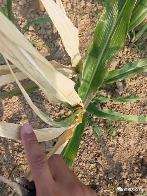 ���쵽��(l��i)��������ģʽ���_(k��i)������(du��)������ɶΣ��������A(y��)����