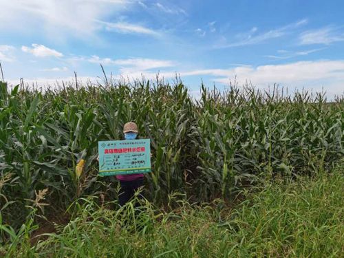 ��������ʾ������Ƭ